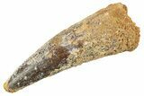 Bargain, Fossil Spinosaurus Tooth - Real Dinosaur Tooth #343600-1
